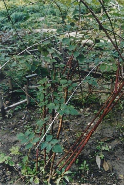 Original plant of Fructus Rubi 